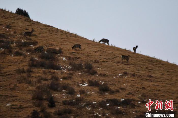 圖為馬鹿群在山坡上覓食。　才仁 攝