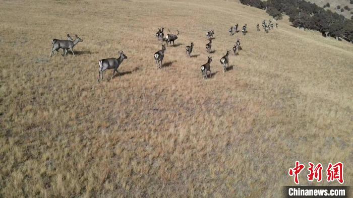 圖為馬鹿群在草地中漫步。　才仁 攝