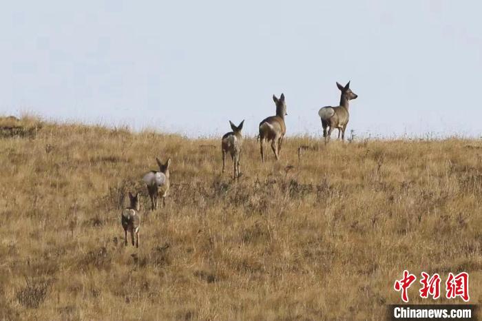 圖為狍鹿在山間漫步?！〔彭?xiàng)南加 攝