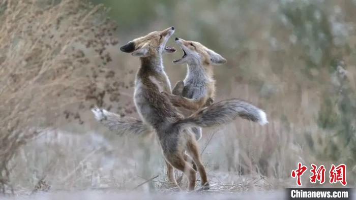 圖為同海元的作品《第一回合》?！∏嗪Ｊ∑钸B山自然保護(hù)協(xié)會(huì)供圖