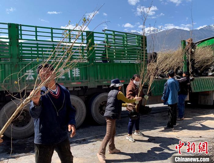 民眾搬運苗木?！〔际忻⒖悼h委宣傳部供圖