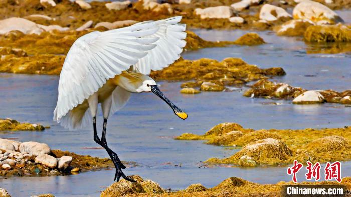 圖為白琵鷺?！?yán)桉 攝