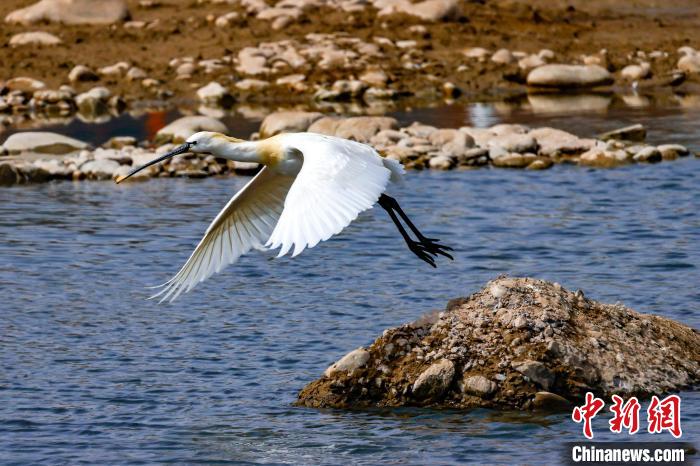 圖為準(zhǔn)備飛翔的白琵鷺?！?yán)桉 攝