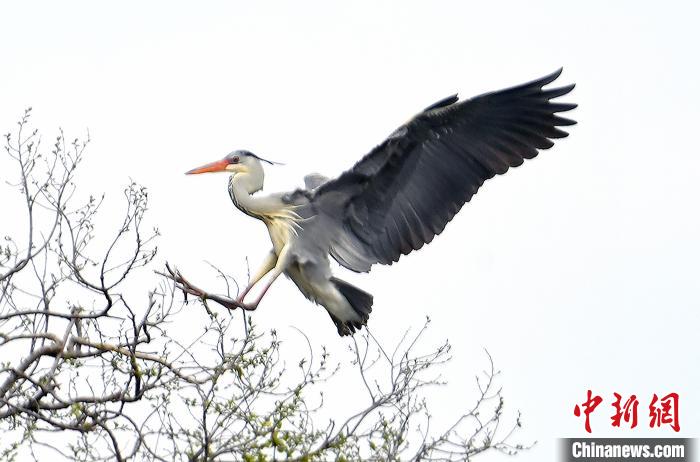 蒼鷺在覓食嬉戲。　安源 攝