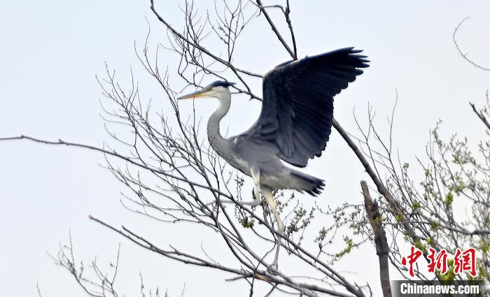蒼鷺在覓食嬉戲?！“苍?攝