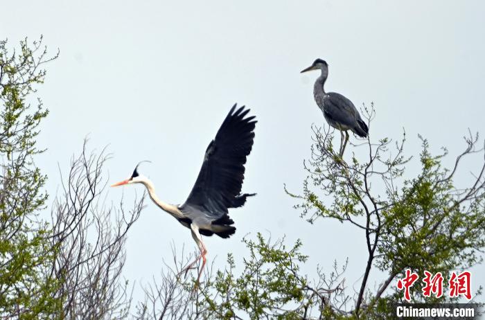蒼鷺在覓食嬉戲?！“苍?攝