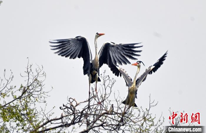 蒼鷺在覓食嬉戲?！“苍?攝