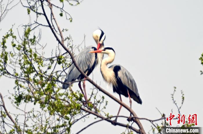 蒼鷺在覓食嬉戲。　安源 攝