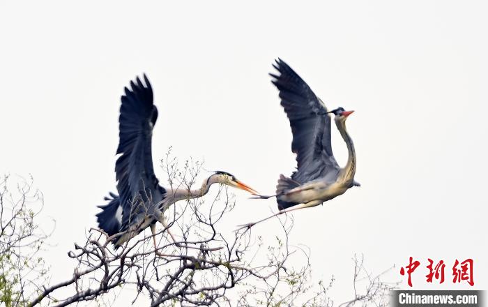 蒼鷺在覓食嬉戲?！“苍?攝