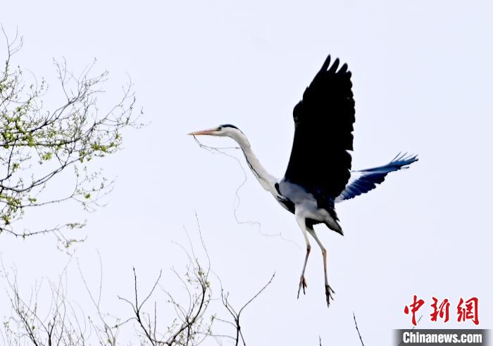 蒼鷺在覓食嬉戲。　安源 攝