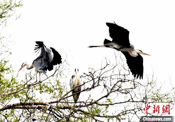 蒼鷺在覓食嬉戲?！“苍?攝