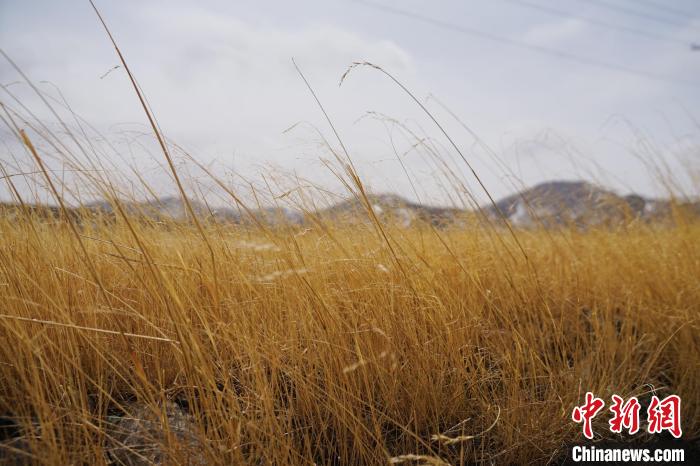 圖為青海省海西蒙古族藏族自治州天峻縣木里礦區(qū)草木茂盛?！●R銘言 攝
