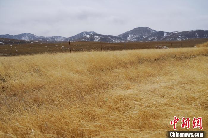 圖為青海省海西蒙古族藏族自治州天峻縣木里礦區(qū)草木茂盛?！●R銘言 攝
