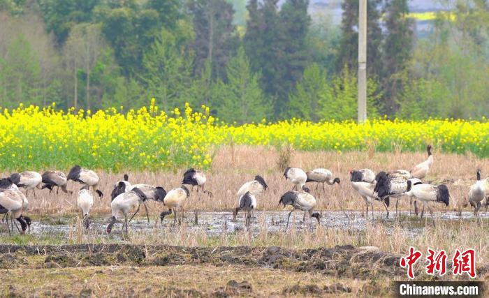 休息補(bǔ)給。　天全縣融媒體中心 供圖