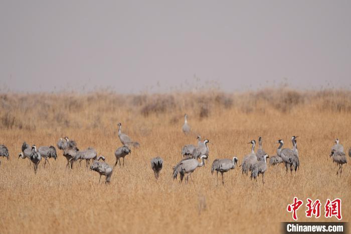 圖為草原上棲息的灰鶴。　先宮 攝