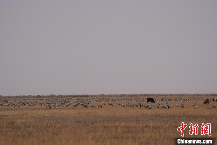 圖為草原上棲息的灰鶴。　先宮 攝