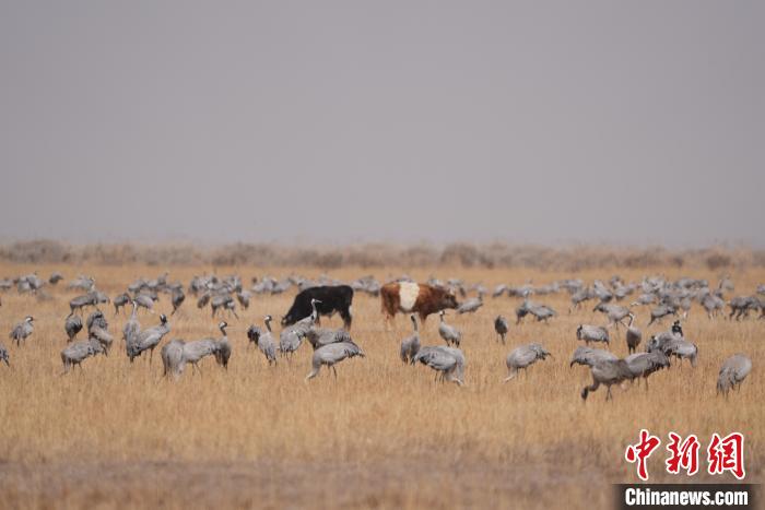 圖為草原上棲息的灰鶴?！∠葘m 攝