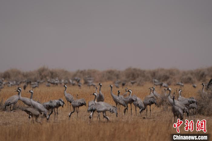 圖為灰鶴?！∠葘m 攝