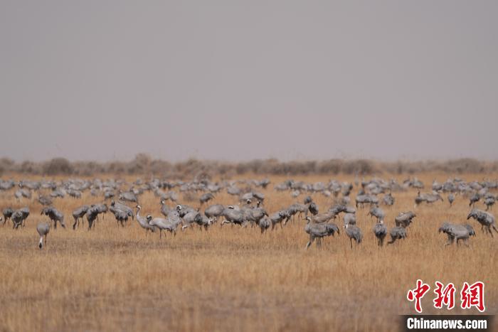 圖為密集分布的灰鶴?！∠葘m 攝