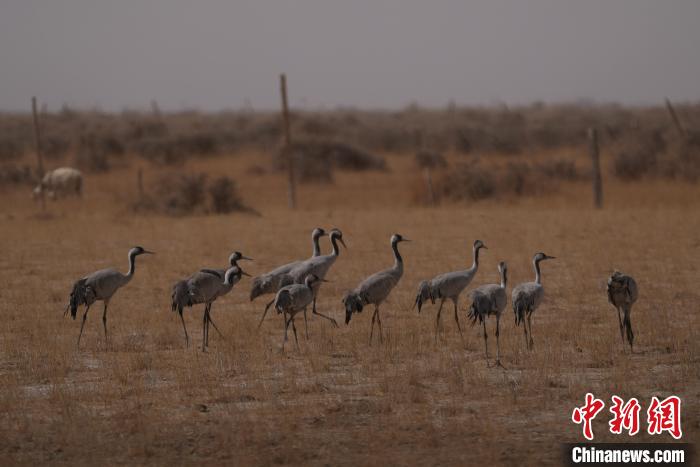 圖為灰鶴?！∠葘m 攝