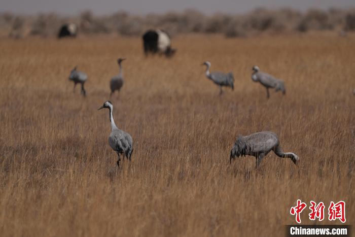 圖為灰鶴。　先宮 攝