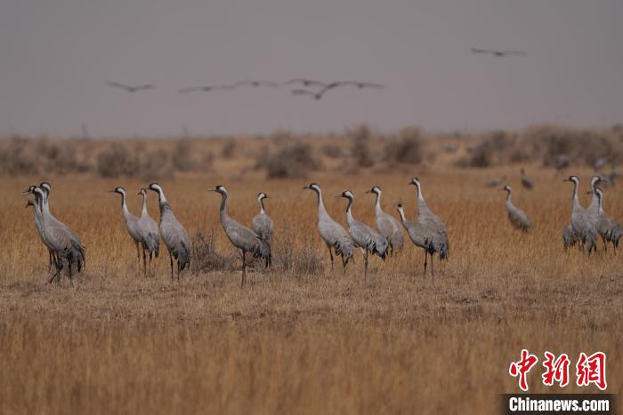 圖為灰鶴?！∠葘m 攝