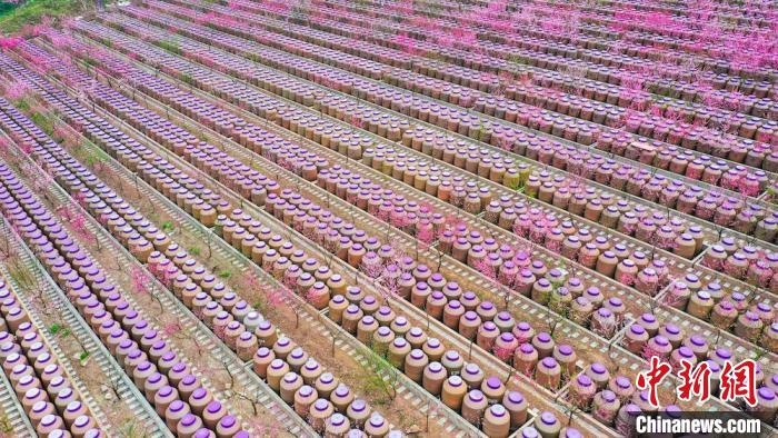 灼灼桃花惹人醉?！㈡?攝