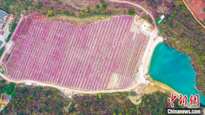 灼灼桃花惹人醉。　劉媛 攝