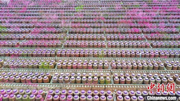 桃花和酒壇相映成趣?！㈡?攝