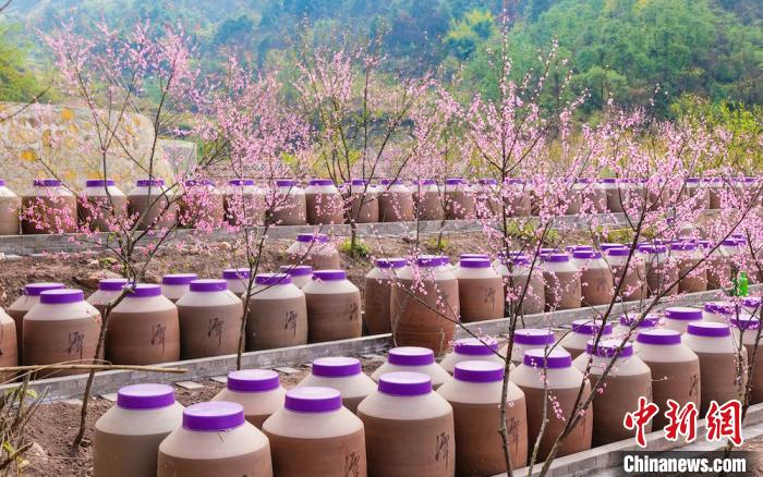 桃花和酒壇相映成趣。　易銘 攝