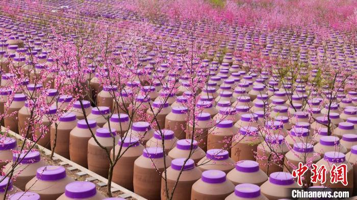 桃花和酒壇相映成趣?！∫足?攝