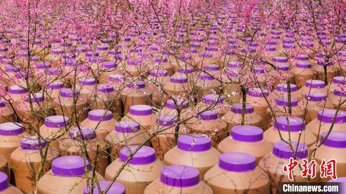 桃花和酒壇相映成趣?！∫足?攝