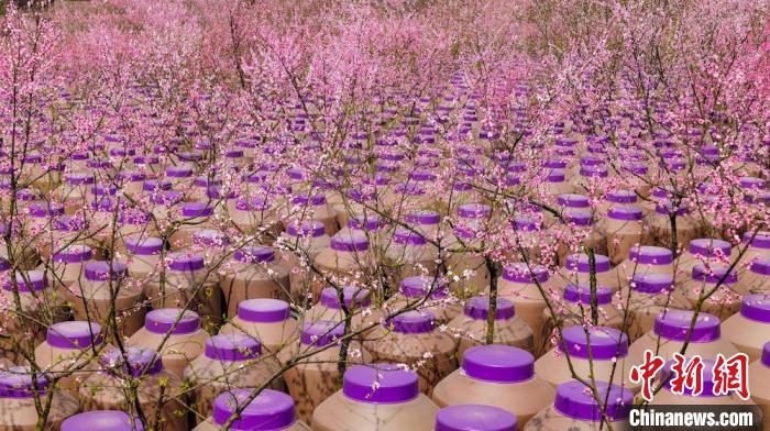 灼灼桃花惹人醉。　易銘 攝