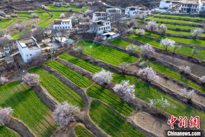 白松鎮(zhèn)層層麥田綠意盎然，與桃林構(gòu)成一幅美麗的鄉(xiāng)村畫卷?！⒅铱?攝