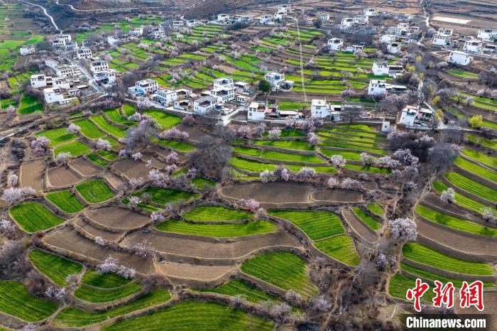 白松鎮(zhèn)桃花林中的白藏房?！⒅铱?攝