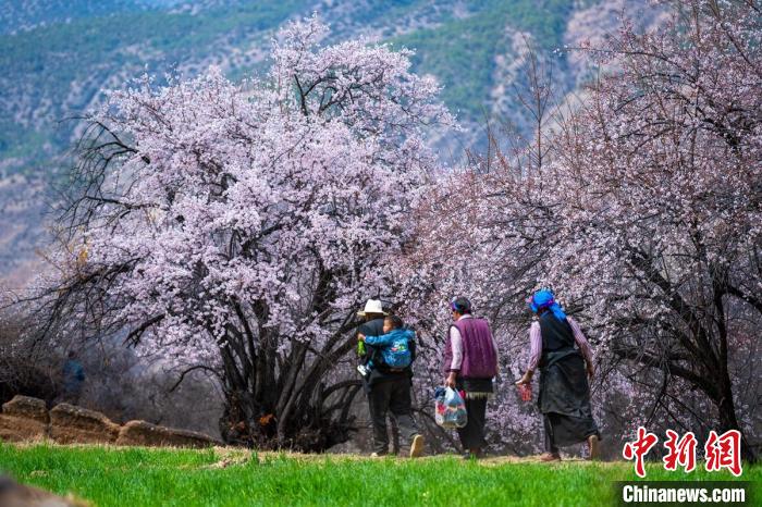 行走在麥田和桃樹下的白松鎮(zhèn)村民?！⒅铱?攝