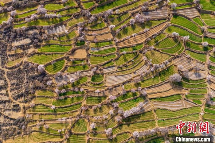 空中俯瞰得榮縣白松鎮(zhèn)的高山麥田和桃林。　劉忠俊 攝