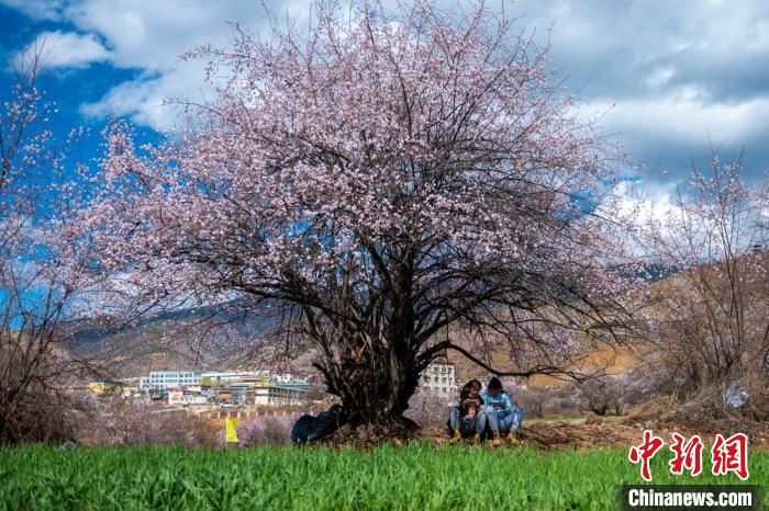 桃花樹下兩名女孩正在玩手機?！⒅铱?攝