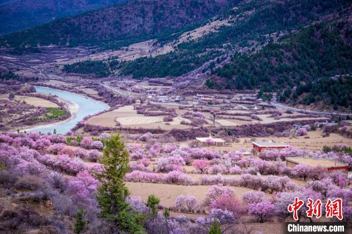 道孚縣麻灣村上千株盛開的杏花將鄉(xiāng)村裝點(diǎn)一新?！『涡秀?攝