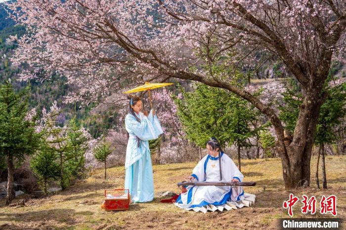 道孚杏花樹下的游客們?！√K銳 攝