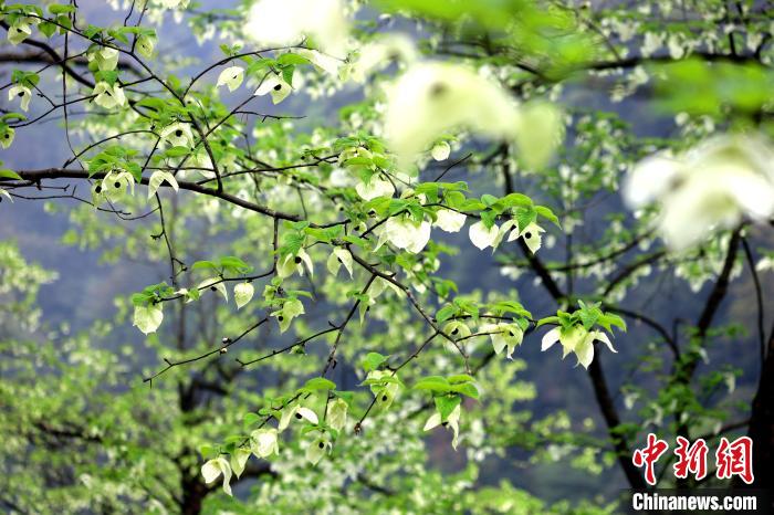 珙桐在春末夏初之際開花，花期較短。　呂楊 攝