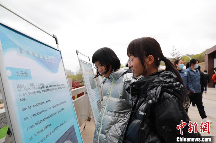 圖為學(xué)生通過展板了解青海常見鳥類?！●R銘言 攝