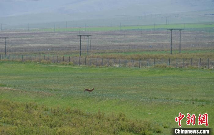 圖為一只普氏原羚在草場上奔跑?！●R銘言 攝