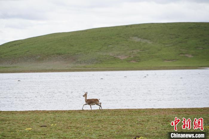 圖為藏原羚在扎陵湖岸畔悠閑漫步?！●R銘言 攝