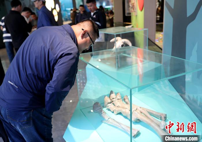 圖為臺商在祁連山國家公園生態(tài)科普館內(nèi)觀看標(biāo)本?！⊙Φ?攝