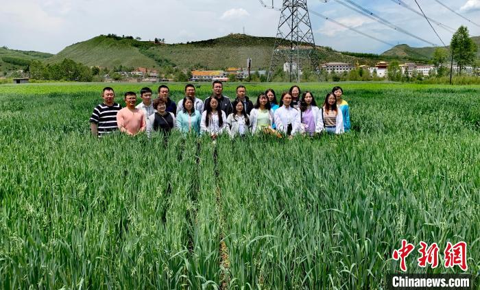青海：“青燕2號”燕麥、“環(huán)湖”老芒麥等通過國家級審定