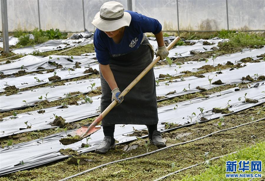 (經(jīng)濟)(1)西藏林芝:蔬菜種植 鼓起百姓“錢袋子”