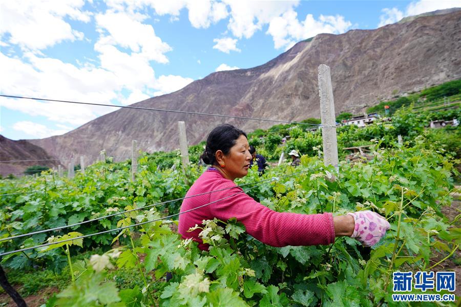 (決戰(zhàn)決勝脫貧攻堅(jiān)·圖文互動(dòng))(2)西藏昌都“甜蜜”產(chǎn)業(yè)助脫貧