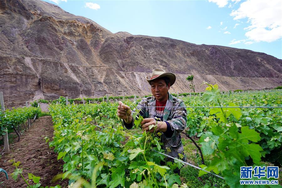 (決戰(zhàn)決勝脫貧攻堅(jiān)·圖文互動(dòng))(3)西藏昌都“甜蜜”產(chǎn)業(yè)助脫貧