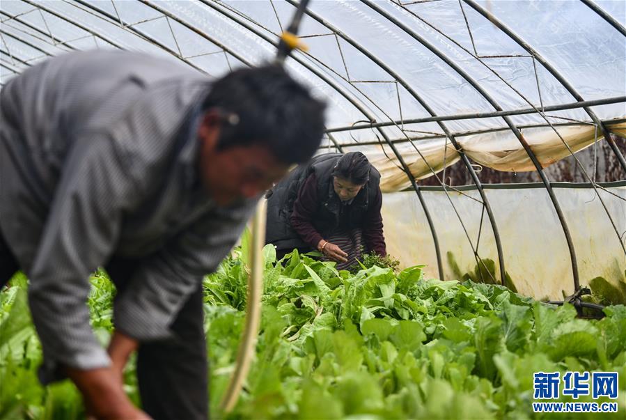 (脫貧攻堅(jiān))(3)藏東脫貧影像:溫室大棚助脫貧